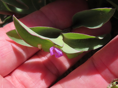 Tradescantia brevifolia