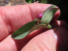 Tradescantia brevifolia