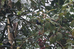 Diglossa albilatera