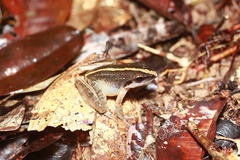 Limnonectes paramacrodon