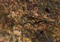 Metrodorinae