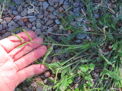 Urochloa panicoides