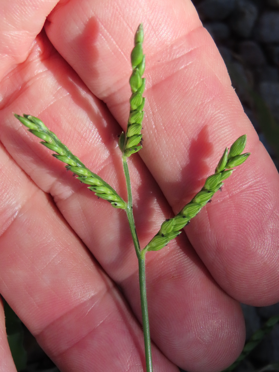 (c) Chuck Sexton, certains droits réservés (CC BY-NC) https://www.inaturalist.org/observations/98764655