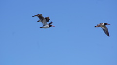 Haematopus palliatus