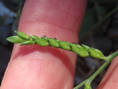 Urochloa panicoides