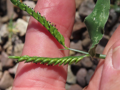 Urochloa panicoides