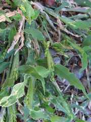 Urochloa panicoides