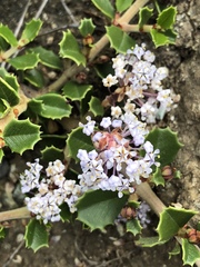 Ceanothus decornutus
