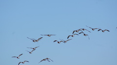 Haematopus palliatus