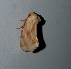 Chamaeclea basiochrea