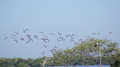 Haematopus palliatus