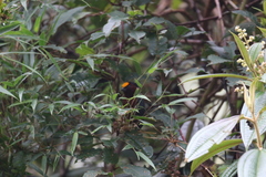 Catamblyrhynchus diadema