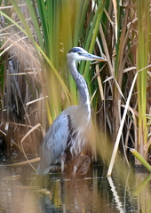 Ardea herodias