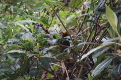 Catamblyrhynchus diadema