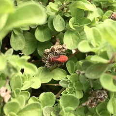 Leptocoris mitellatus