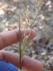 Juncus textilis