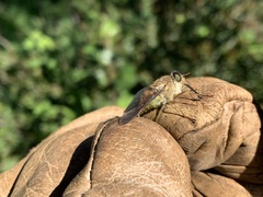 Scaptia australis