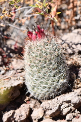 Escobaria tuberculosa varicolor