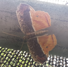Opisthoxia branickiaria