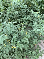 Solanum pimpinellifolium