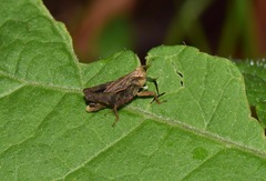 Batrachideini