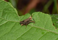 Batrachideini