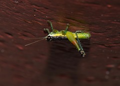 Liebermannacris dorsualis