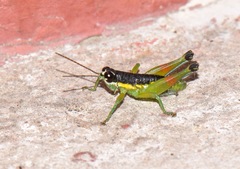 Liebermannacris dorsualis