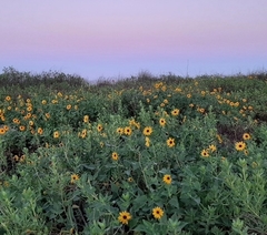 Helianthus debilis image