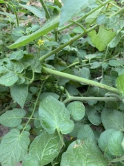 Solanum pimpinellifolium