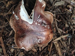 Tricholoma fracticum