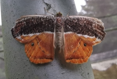 Opisthoxia branickiaria