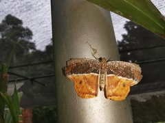 Opisthoxia branickiaria