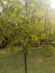 Santalum album