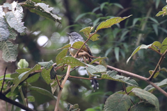 Drymophila striaticeps