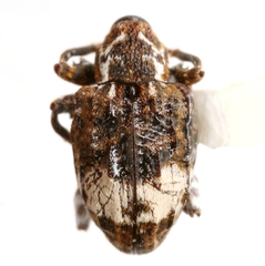 Conotrachelus albicinctus