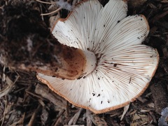 Tricholoma fracticum