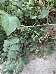 Solanum pimpinellifolium