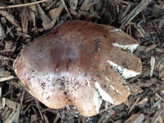 Tricholoma fracticum