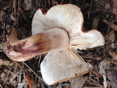 Tricholoma fracticum