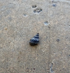 Echinolittorina aspera