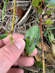 Austropuccinia psidii