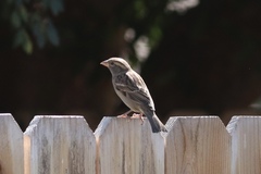 Passer domesticus