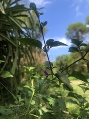 Hypoestes purpurea