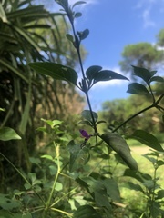 Hypoestes purpurea
