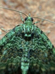 Hammaptera parinotata