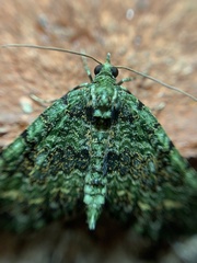 Hammaptera parinotata