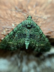 Hammaptera parinotata