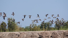 Haematopus palliatus