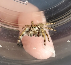 Phidippus pruinosus
